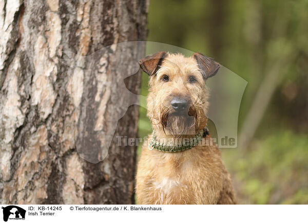 Irish Terrier / Irish Terrier / KB-14245