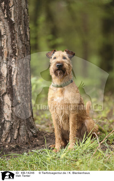 Irish Terrier / Irish Terrier / KB-14246