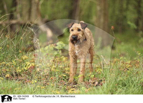 Irish Terrier / Irish Terrier / KB-14249