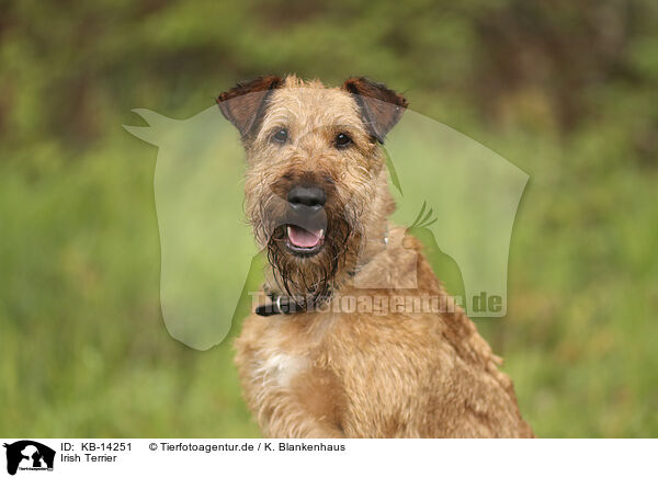 Irish Terrier / Irish Terrier / KB-14251