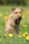 sitzender Irish Terrier