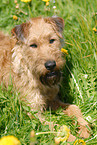 Irish Terrier auf Wiese