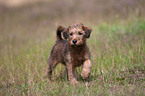 Irischer Terrier Welpe