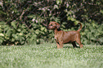 Irish Terrier Welpe