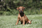 sitzender Irish Terrier Welpe