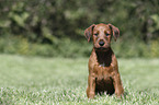 sitzender Irish Terrier Welpe