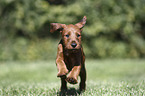 rennender Irish Terrier Welpe