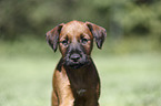 Irish Terrier Welpe Portrait