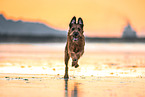 Irish Terrier am Strand