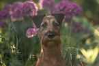 Irish Terrier im Sommer