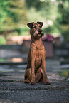 Irish Terrier im Sommer