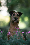 Irish Terrier im Sommer