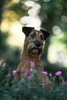 Irish Terrier im Sommer