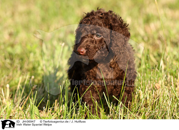 Irish Water Spaniel Welpe / Irish Water Spaniel puppy / JH-06947