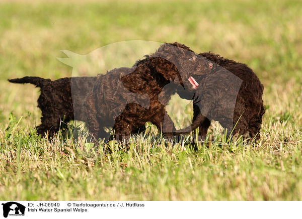 Irish Water Spaniel Welpe / Irish Water Spaniel puppy / JH-06949