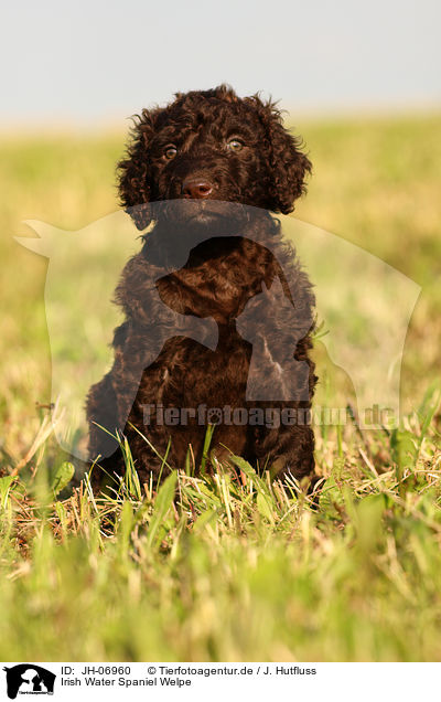 Irish Water Spaniel Welpe / Irish Water Spaniel puppy / JH-06960