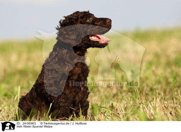 Irish Water Spaniel Welpe / Irish Water Spaniel puppy / JH-06963