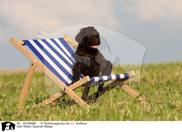 Irish Water Spaniel Welpe / Irish Water Spaniel puppy / JH-06968