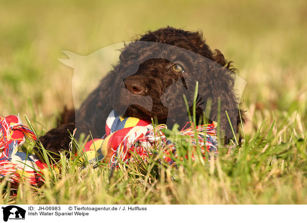 Irish Water Spaniel Welpe / Irish Water Spaniel puppy / JH-06983