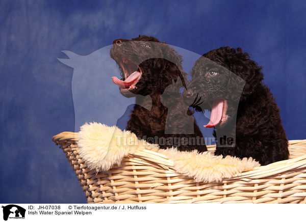 Irish Water Spaniel Welpen / irish water spaniel puppies / JH-07038