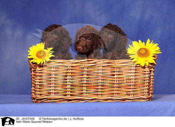 Irish Water Spaniel Welpen / irish water spaniel puppies / JH-07046