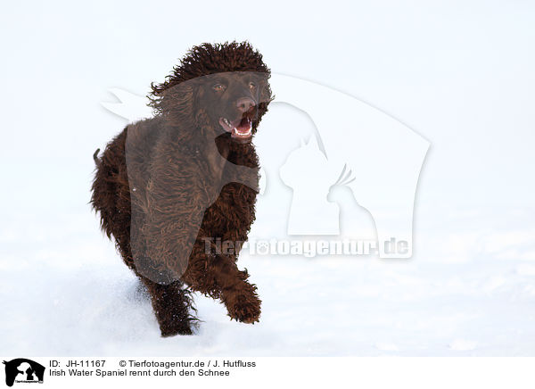 Irish Water Spaniel rennt durch den Schnee / JH-11167