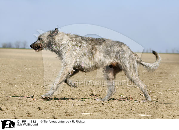 Irish Wolfhound / Irish Wolfhound / RR-11332