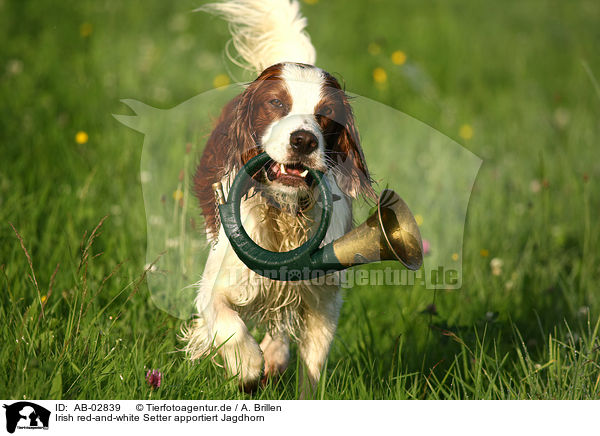 Irish red-and-white Setter apportiert Jagdhorn / AB-02839