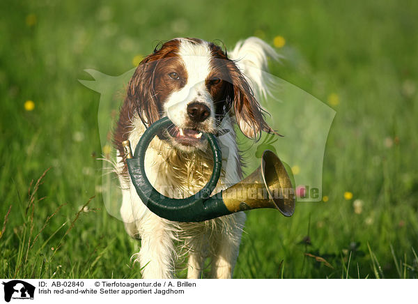 Irish red-and-white Setter apportiert Jagdhorn / AB-02840
