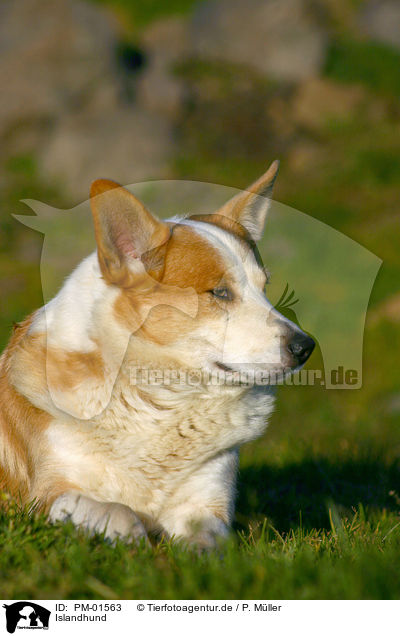 Islandhund / Icelandic Sheepdog / PM-01563