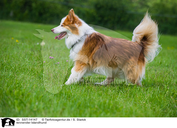 rennender Islandhund SST14147 Islandhund Hunde Tierfotoagentur