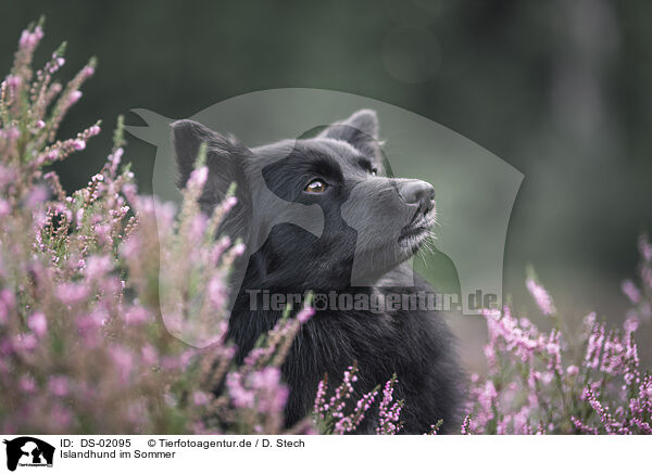 Islandhund im Sommer / DS-02095