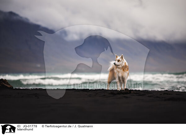 Islandhund / Icelandic Sheepdog / JQ-01778