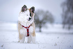 Islandhund Welpe im Schnee