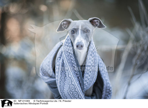 Italienisches Windspiel Portrait / Italian Greyhound Portrait / NP-01089