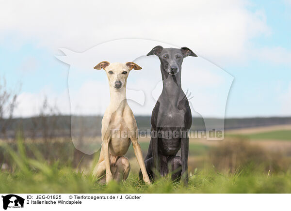 2 Italienische Windspiele / 2 Italian Greyhounds / JEG-01825