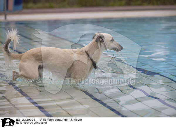 Italienisches Windspiel / Italian Greyhound / JM-20025