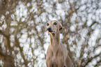 Italienisches Windspiel Portrait