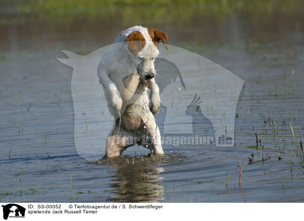 spielende Jack Russell Terrier / playing Jack Russell Terrier / SS-00052