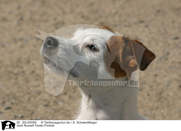 Jack Russell Terrier Portrait / Jack Russell Terrier Portrait / SS-00099