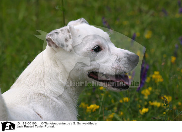 Jack Russell Terrier Portrait / Jack Russell Terrier Portrait / SS-00100