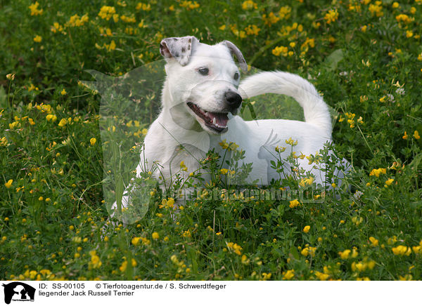 liegender Jack Russell Terrier / lying Jack Russell Terrier / SS-00105