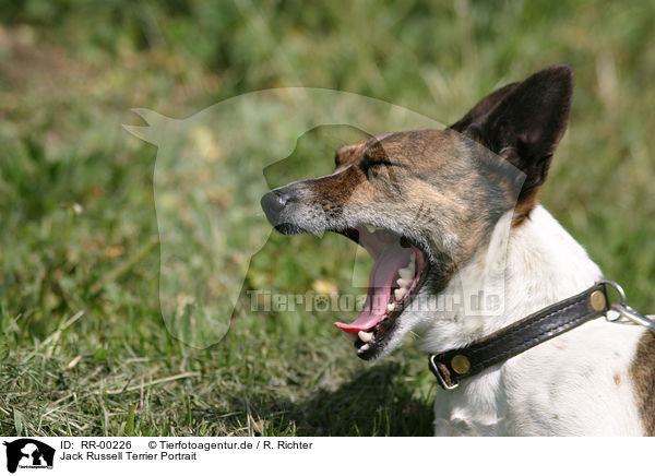Jack Russell Terrier Portrait / Jack Russell Terrier Portrait / RR-00226
