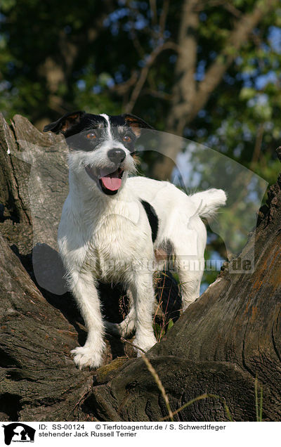 stehender Jack Russell Terrier / standing Jack Russell Terrier / SS-00124