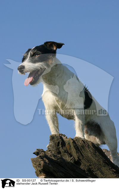stehender Jack Russell Terrier / standing Jack Russell Terrier / SS-00127