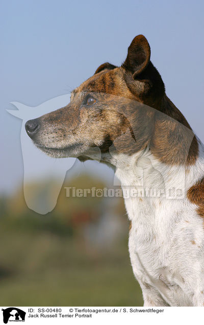 Jack Russell Terrier Portrait / SS-00480