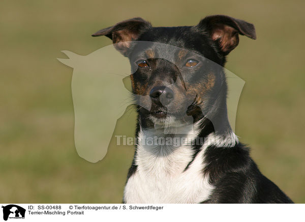 Terrier-Mischling Portrait / mongrel portrait / SS-00488
