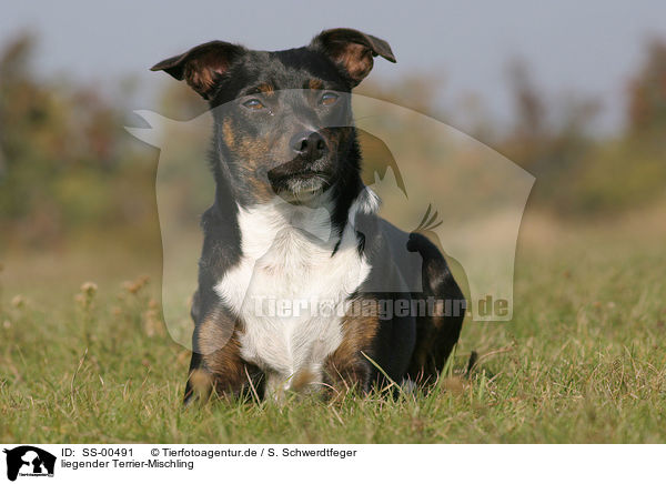 liegender Terrier-Mischling / lying mongrel / SS-00491