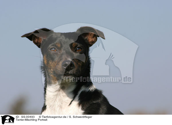 Terrier-Mischling Portrait / mongrel portrait / SS-00493