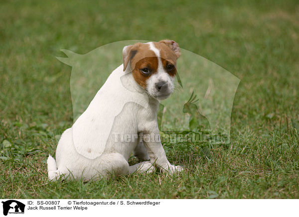 Jack Russell Terrier Welpe / SS-00807